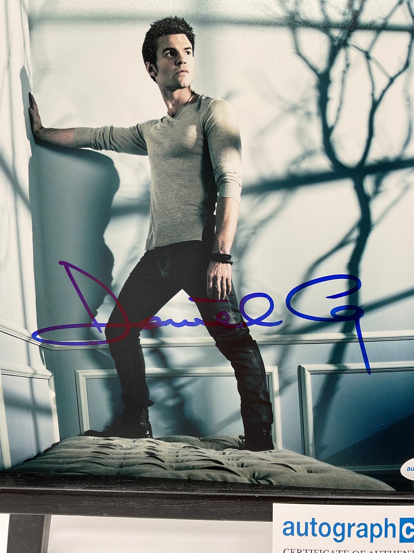 Daniel Gillies Vampire Diaries signed photo 8x10 ACOA